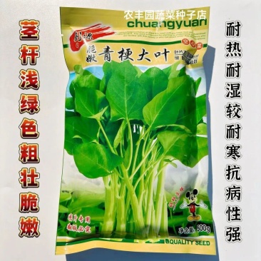 脆嫩青梗大叶空心菜种子抗病性强茎杆粗壮脆嫩空心菜种子蔬菜
