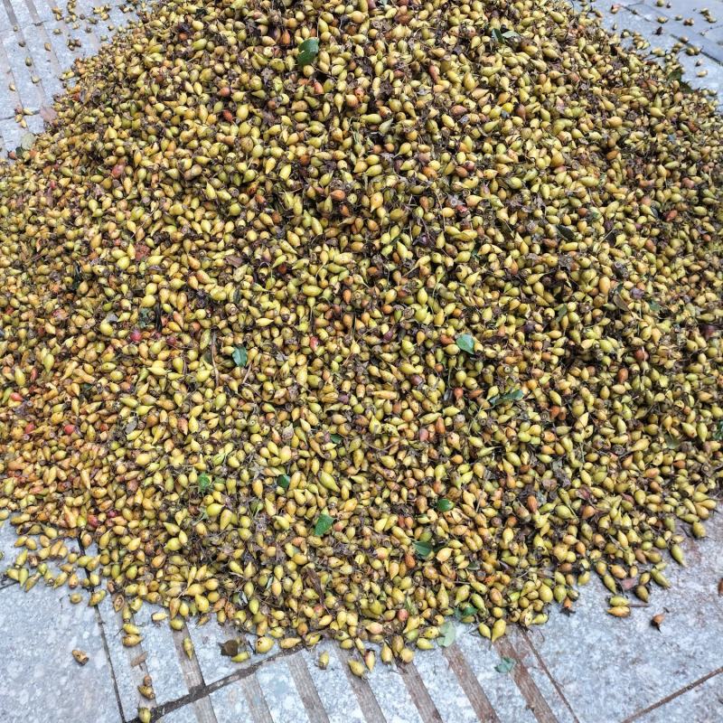 金樱子