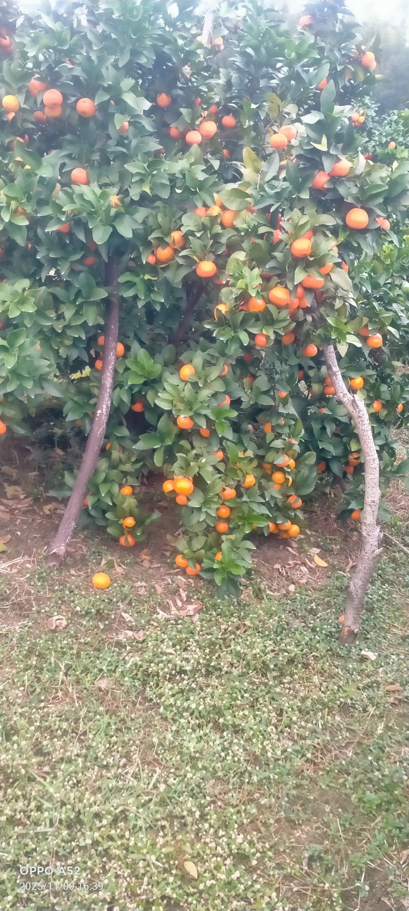 金秋砂糖橘