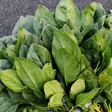 批发菠菜