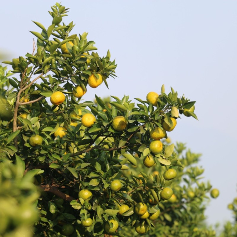 江西新余蜜桔