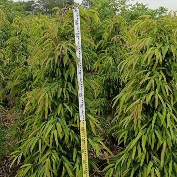 柳叶榕绿化苗木自家基地自产自销量大价格优惠