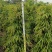 柳叶榕绿化苗木自家基地自产自销量大价格优惠