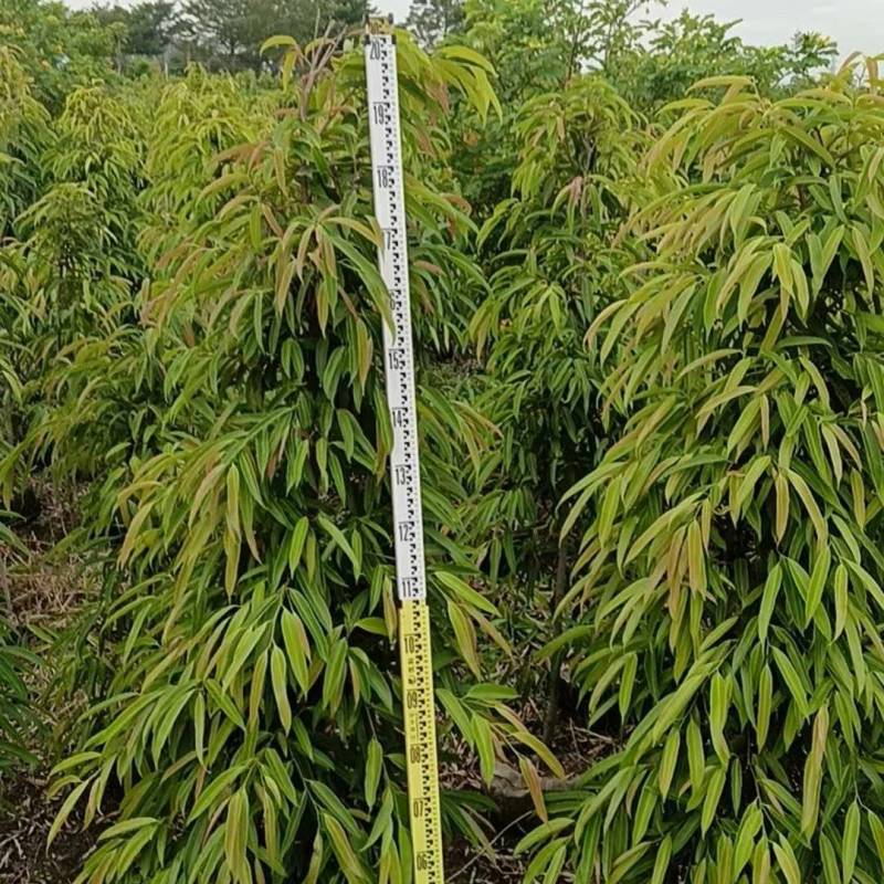 柳叶榕绿化苗木自家基地自产自销量大价格优惠