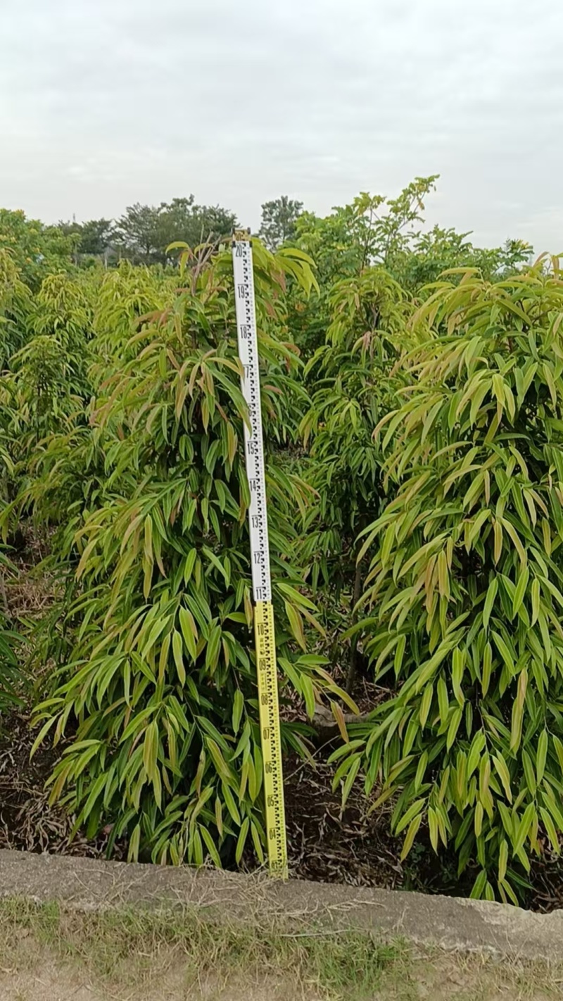 柳叶榕绿化苗木自家基地自产自销量大价格优惠