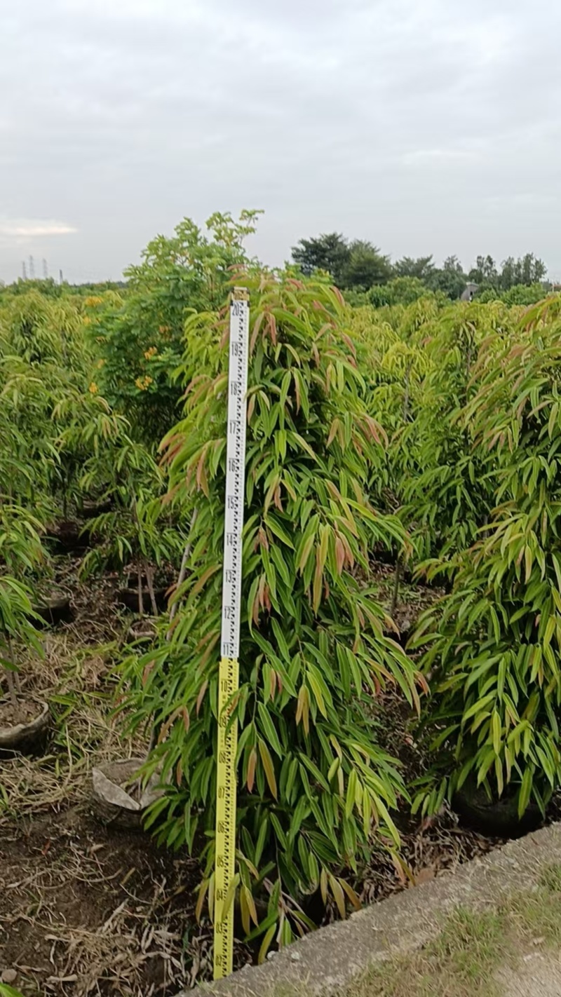 柳叶榕绿化苗木自家基地自产自销量大价格优惠