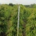 柳叶榕绿化苗木自家基地自产自销量大价格优惠