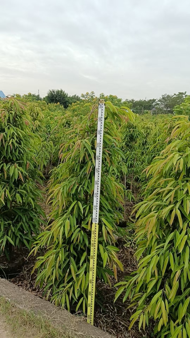 柳叶榕绿化苗木自家基地自产自销量大价格优惠