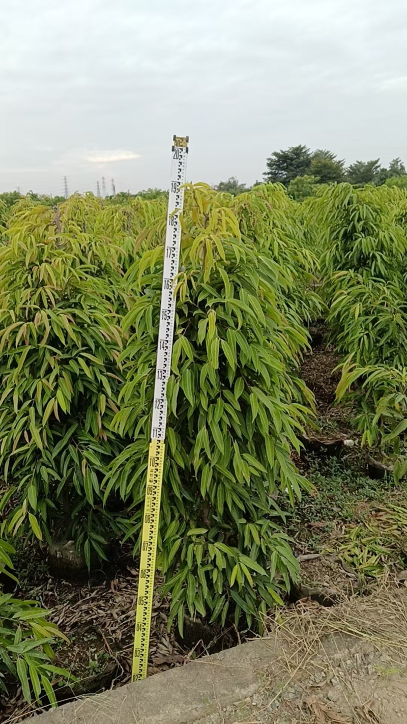 柳叶榕绿化苗木自家基地自产自销量大价格优惠