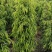 柳叶榕绿化苗木自家基地自产自销量大价格优惠