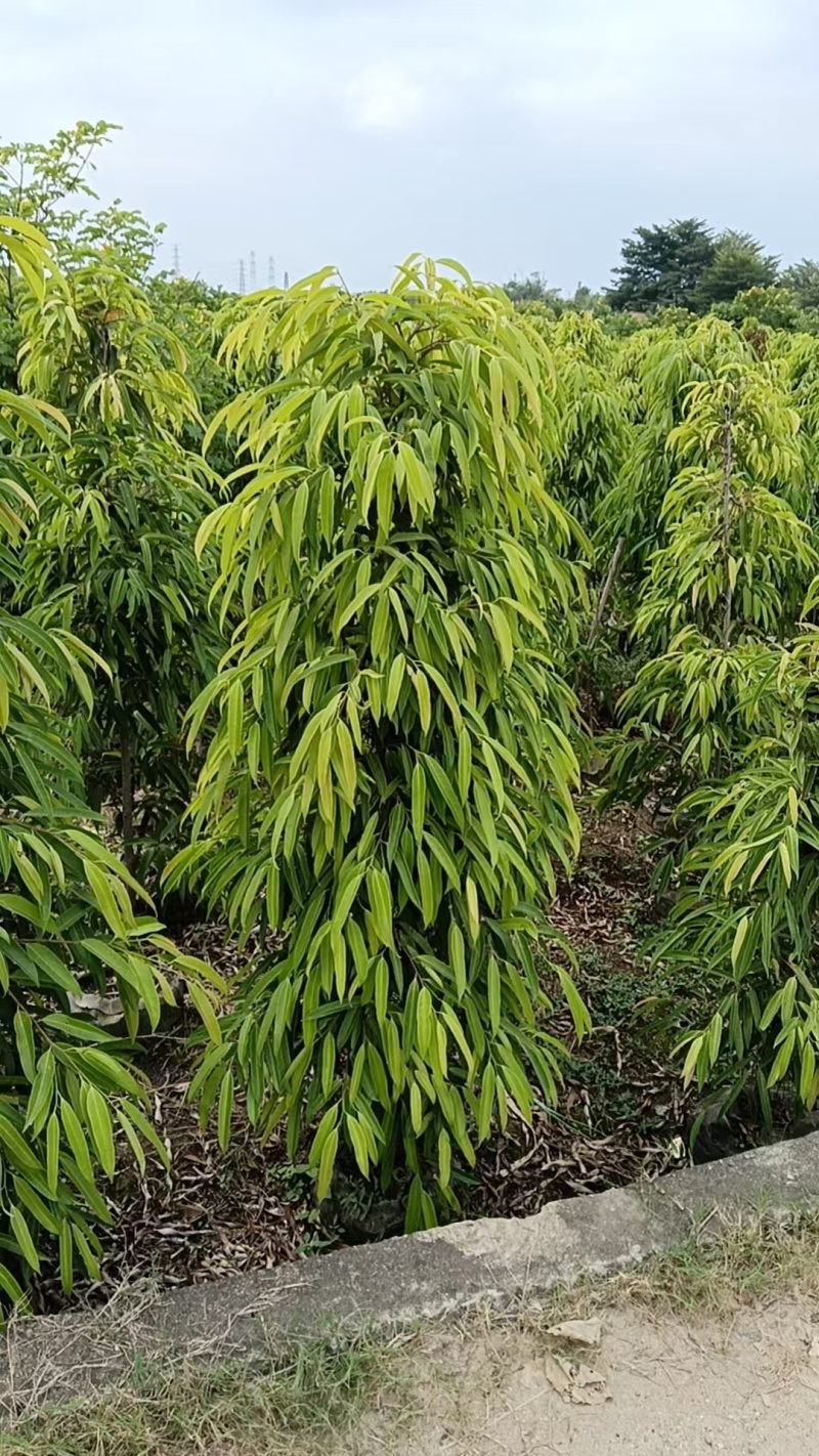柳叶榕绿化苗木自家基地自产自销量大价格优惠