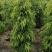 柳叶榕绿化苗木自家基地自产自销量大价格优惠