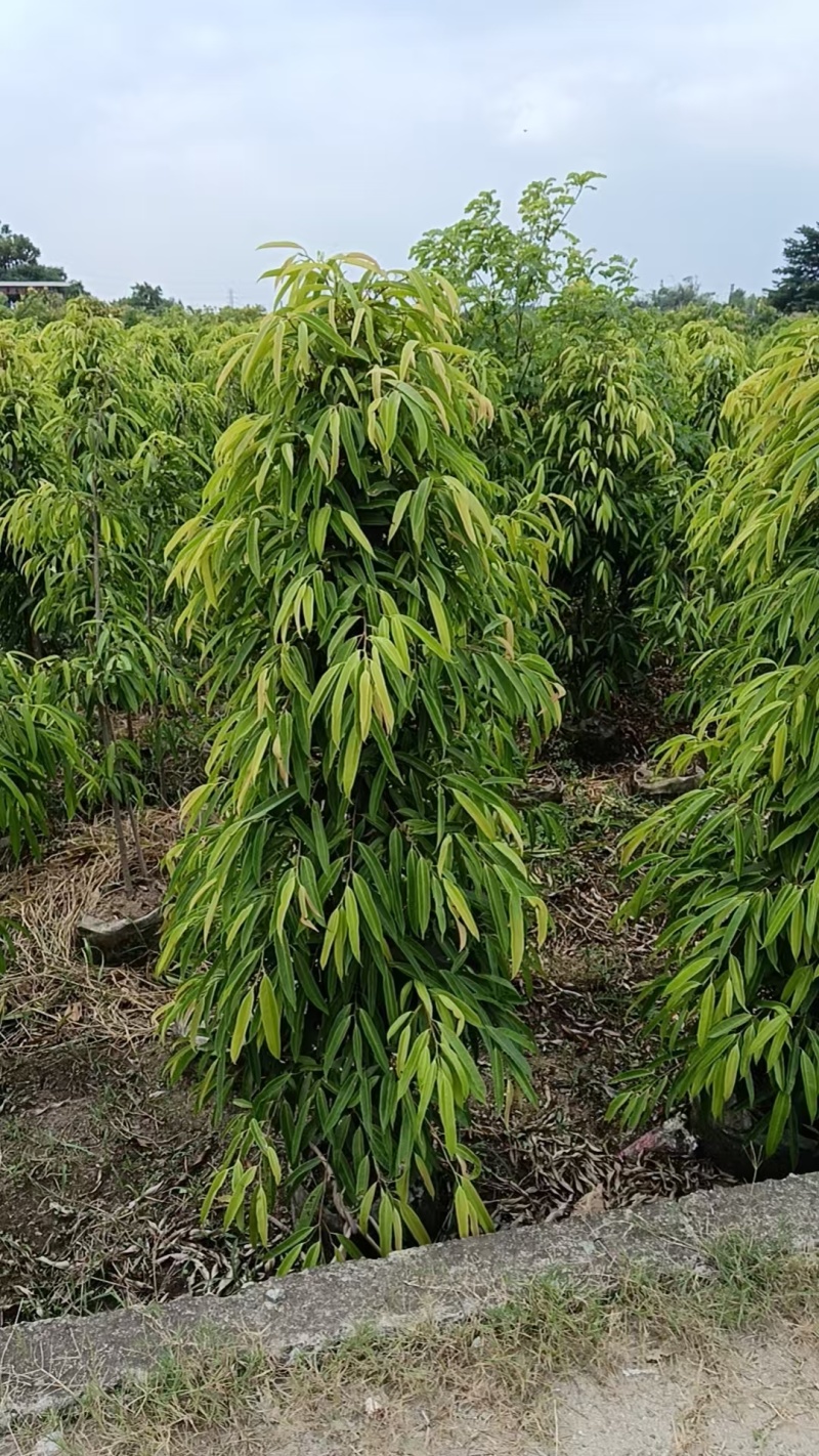 柳叶榕绿化苗木自家基地自产自销量大价格优惠