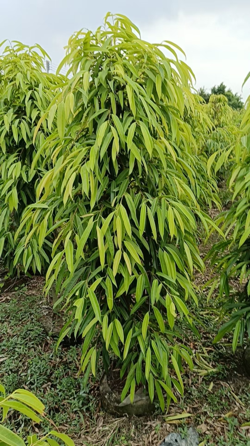 柳叶榕绿化苗木自家基地自产自销量大价格优惠