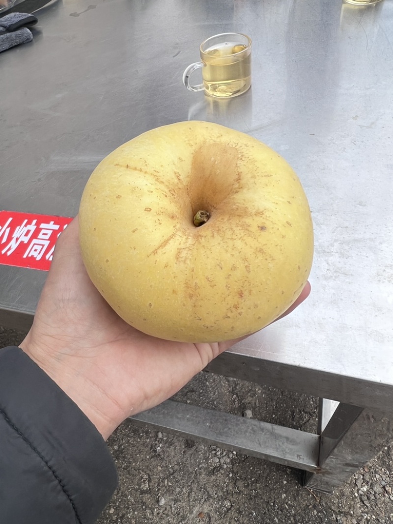 维纳斯黄金苹果