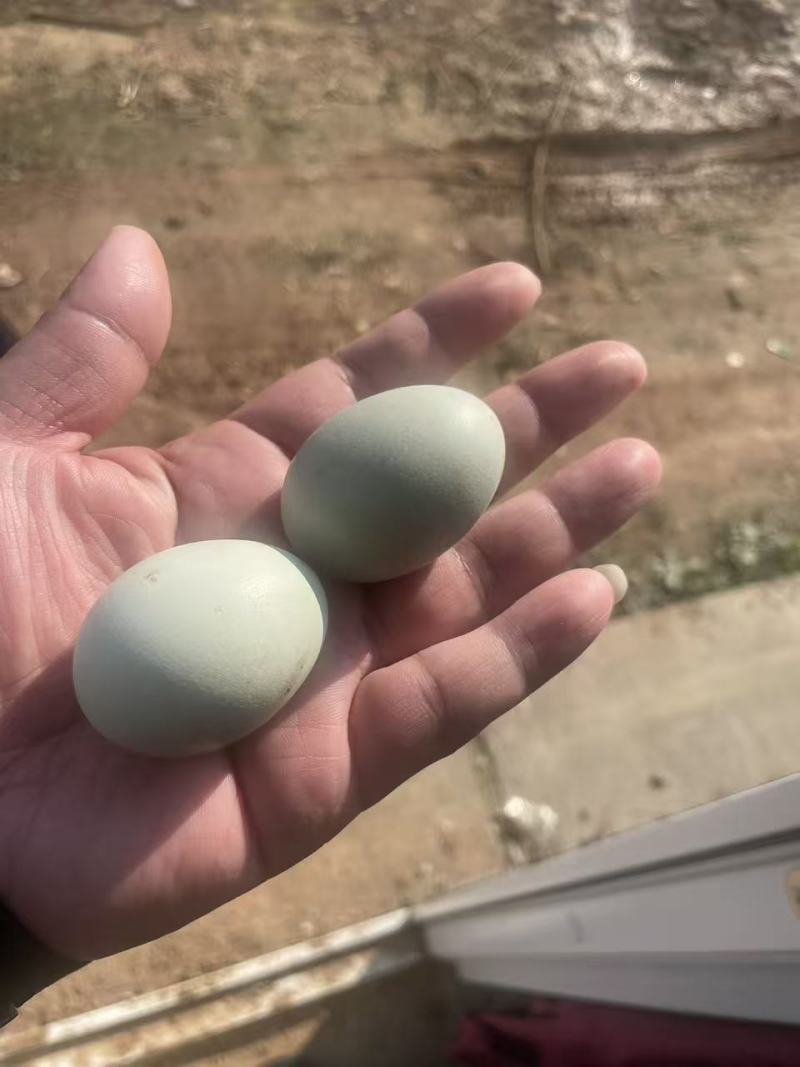 绿壳鸡蛋