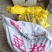 榉木种子,新采优质榉木种子,发芽率高,价格实惠