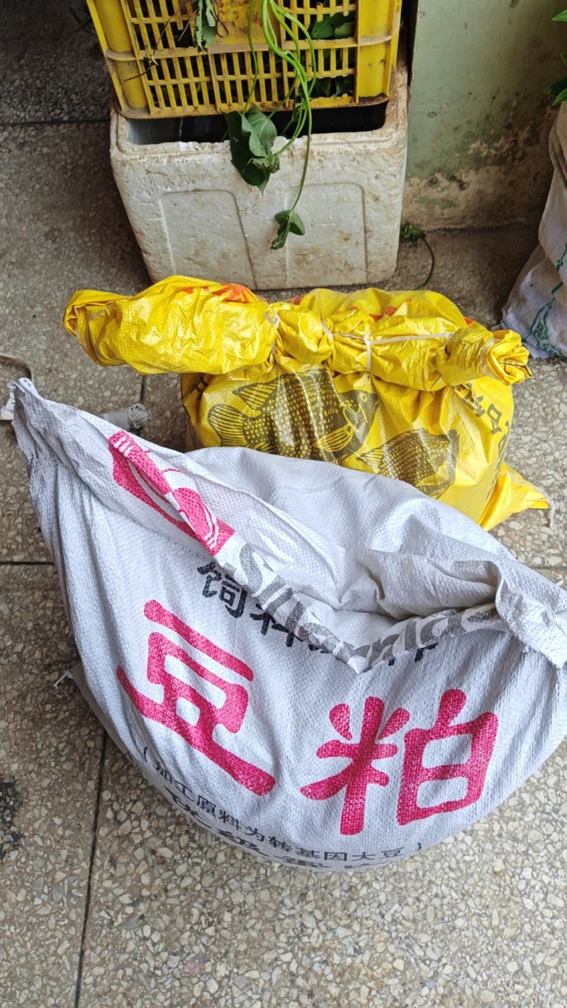 榉木种子，新采优质榉木种子，发芽率高，价格实惠