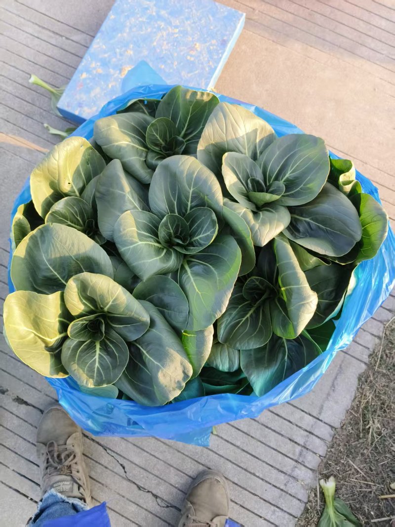 长期供应上海青，食堂厂