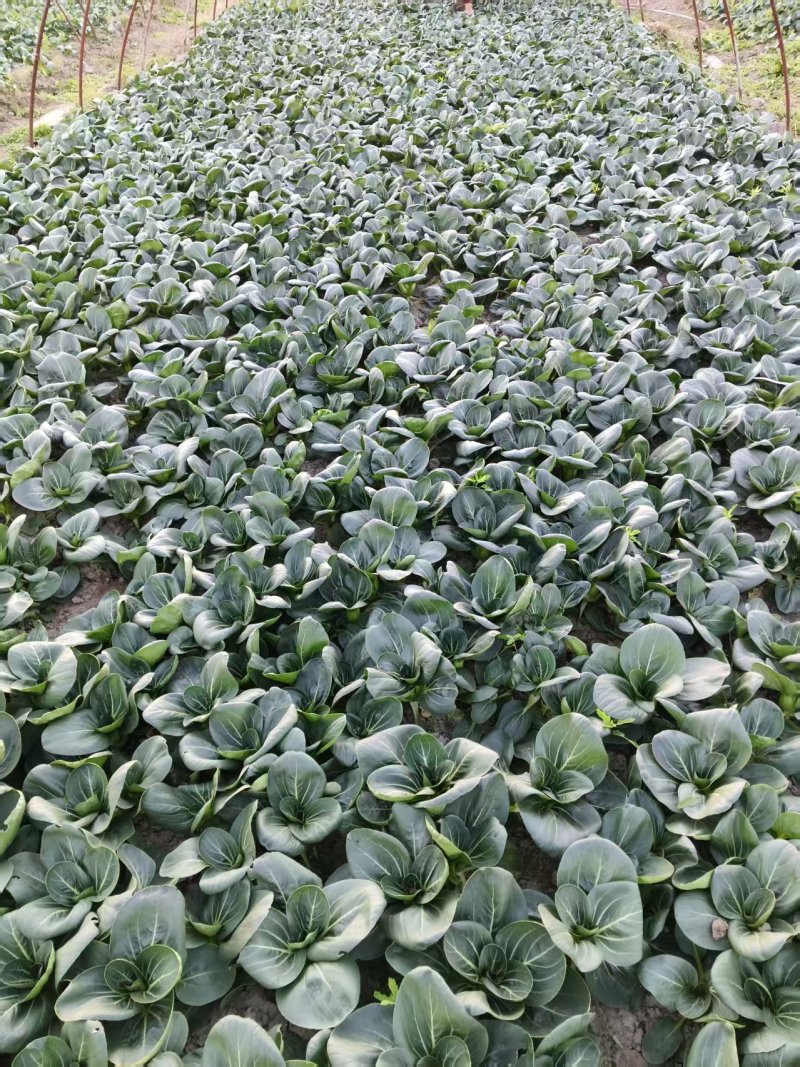 长期供应上海青，食堂厂