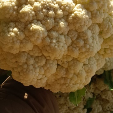 徐州沛县有机菜花大量上市需要的联系