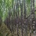 甘蔗批发代办