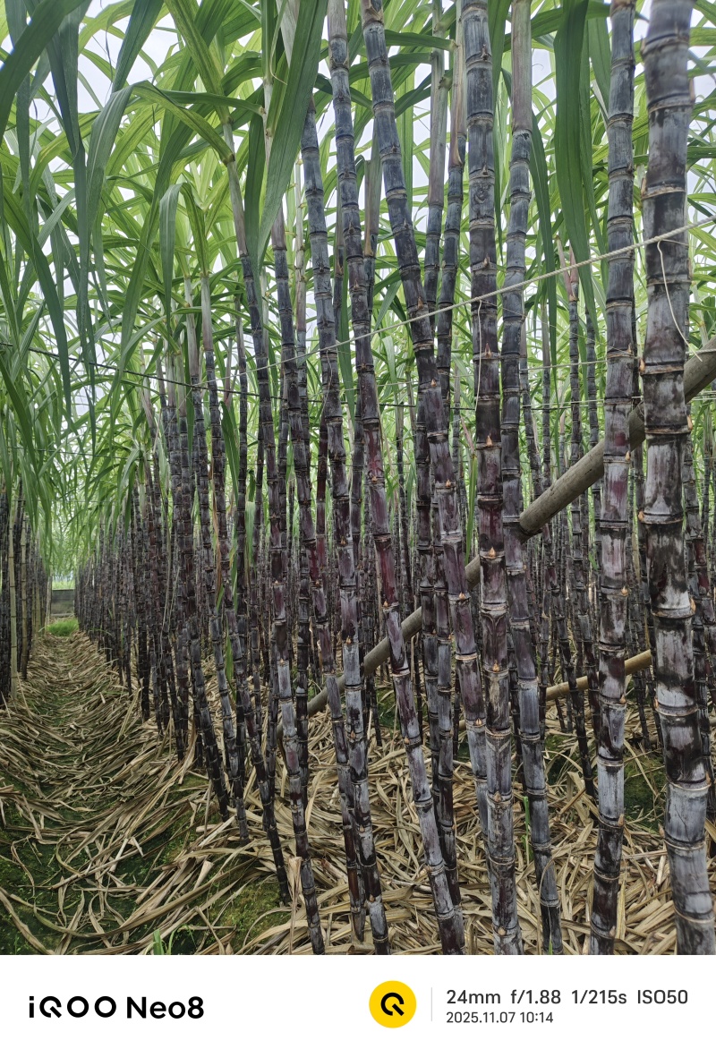 甘蔗批发代办