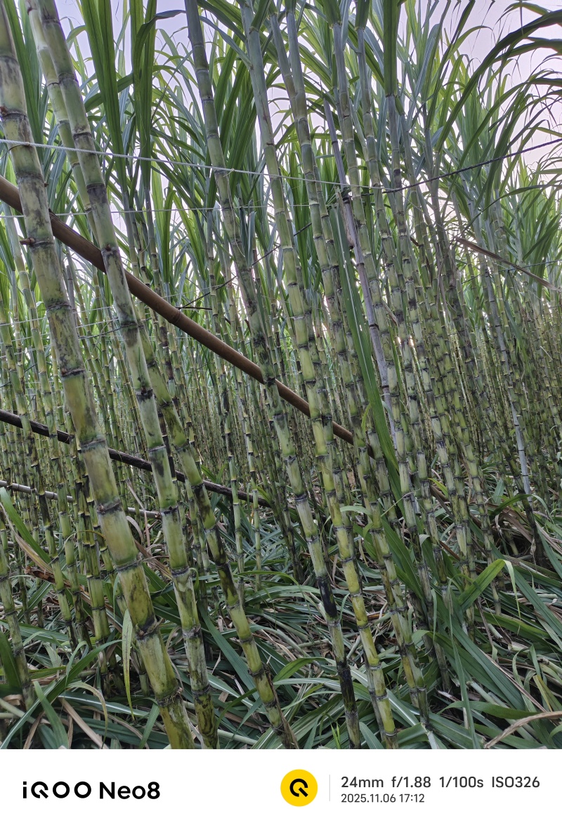 甘蔗批发代办
