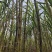 甘蔗批发代办