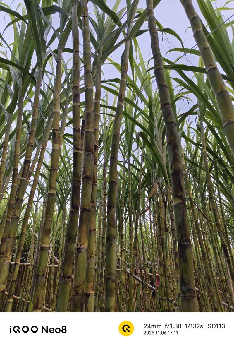 甘蔗批发代办