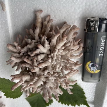 现采现摘现发龙爪菌珊瑚菌扫把菌