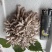 现采现摘现发龙爪菌珊瑚菌扫把菌