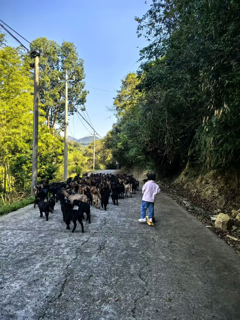 散养黑山羊