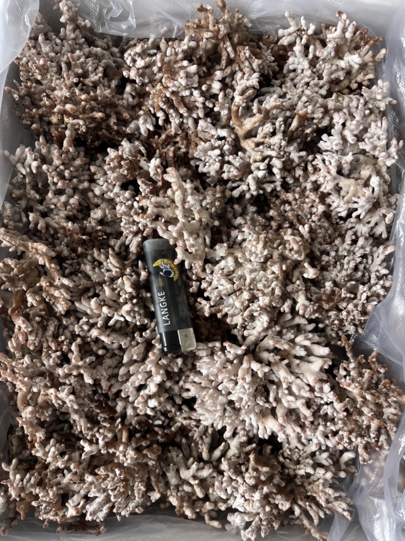现采现摘现发龙爪菌珊瑚菌扫把菌