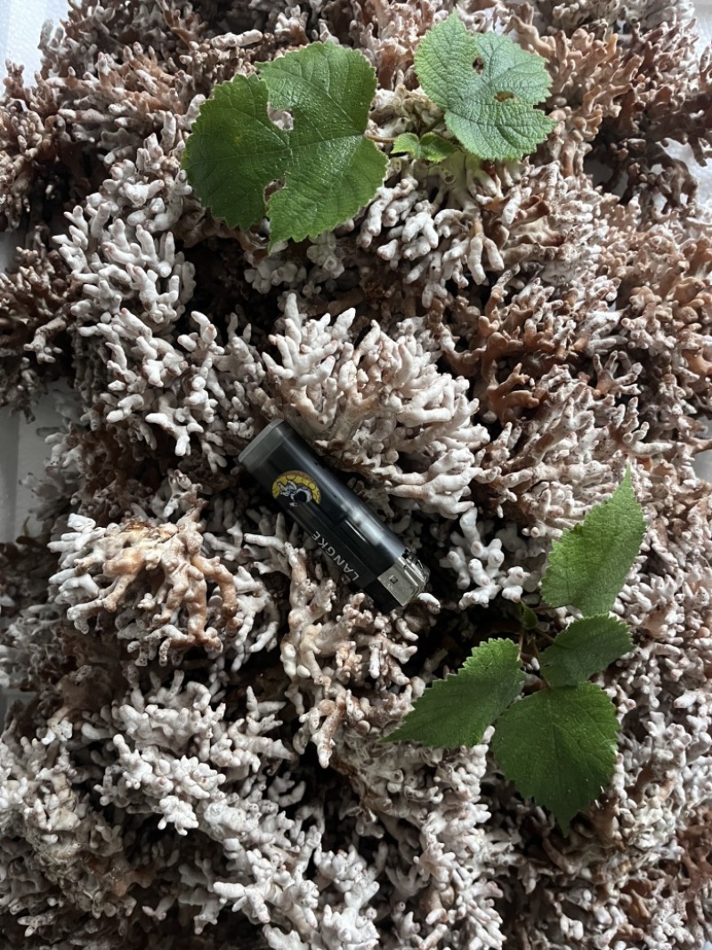 现采现摘现发龙爪菌珊瑚菌扫把菌