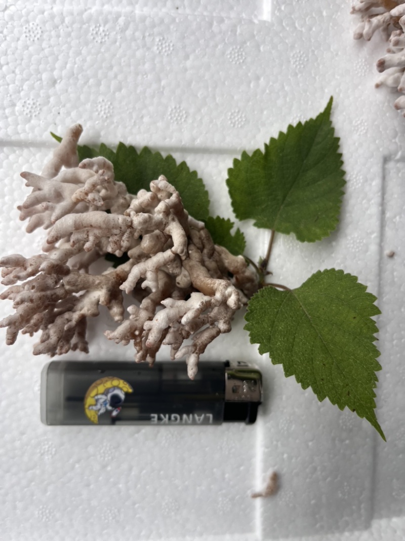 现采现摘现发龙爪菌珊瑚菌扫把菌