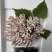 现采现摘现发龙爪菌珊瑚菌扫把菌