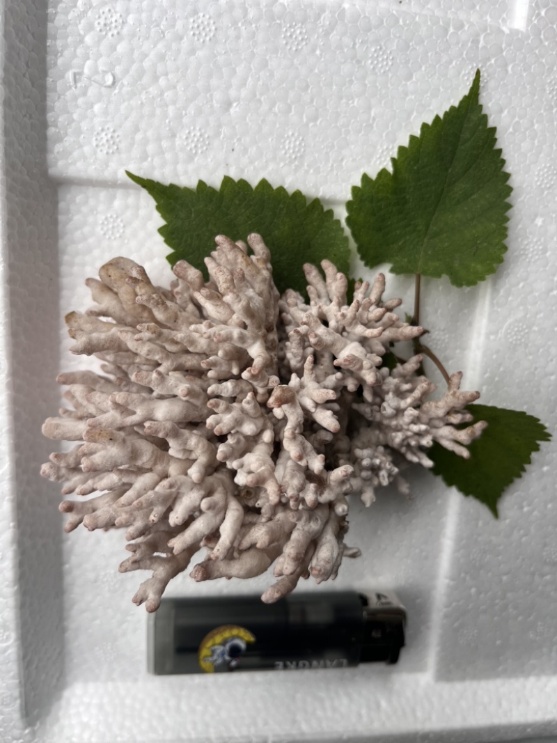 现采现摘现发龙爪菌珊瑚菌扫把菌