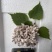 现采现摘现发龙爪菌珊瑚菌扫把菌