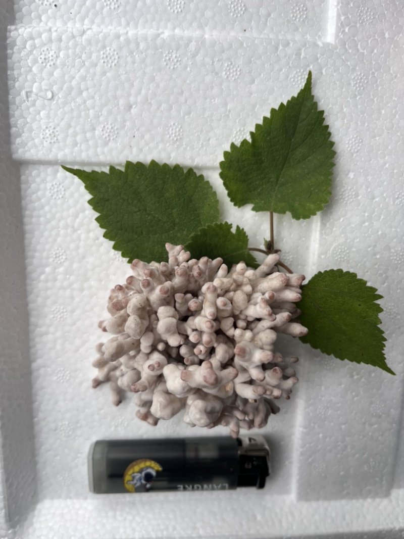 现采现摘现发龙爪菌珊瑚菌扫把菌