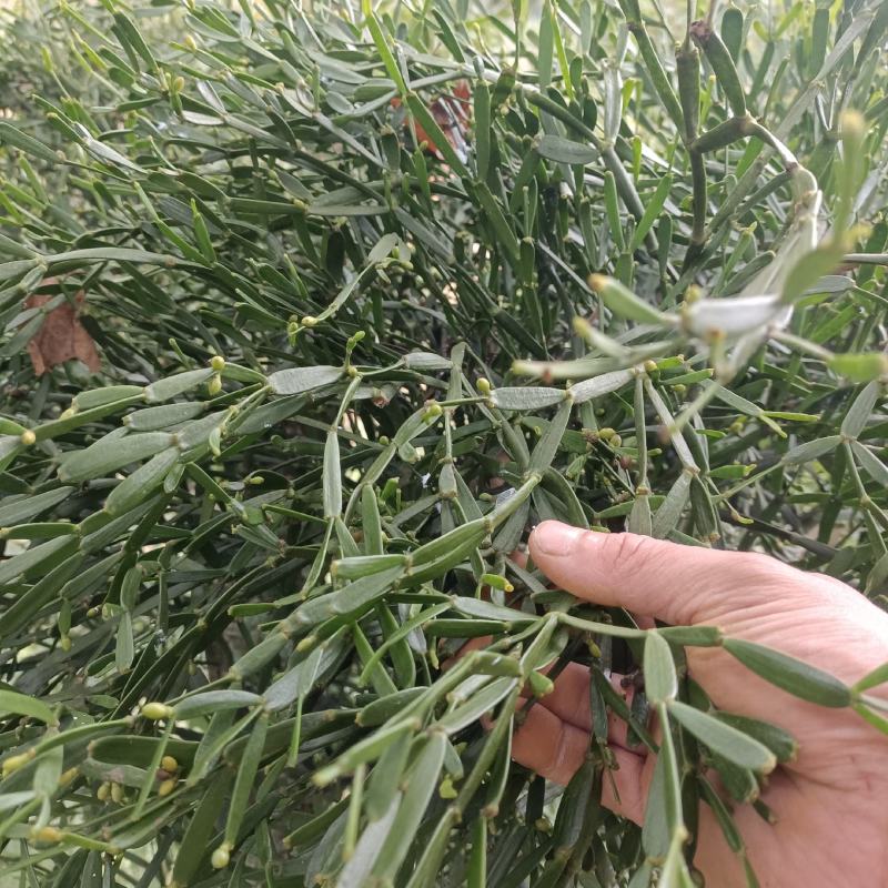 槲寄生，螃蟹脚寄生，现采现发