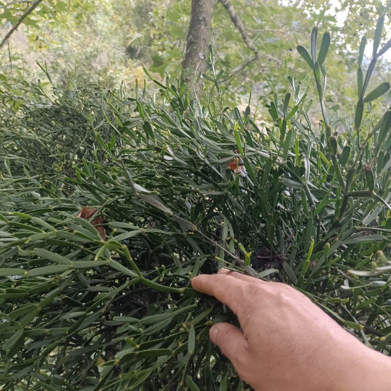 槲寄生，螃蟹脚寄生，现采现发