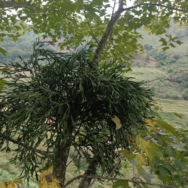 槲寄生，螃蟹脚寄生，现采现发
