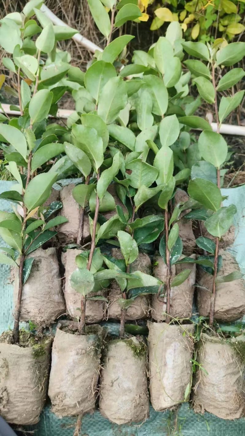 油茶苗，油茶杯苗，造林苗，绿化苗自产自销苗