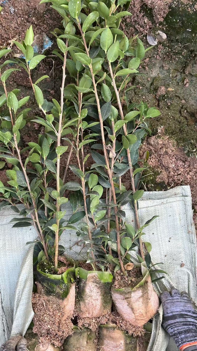 油茶苗，油茶杯苗，造林苗，绿化苗自产自销苗