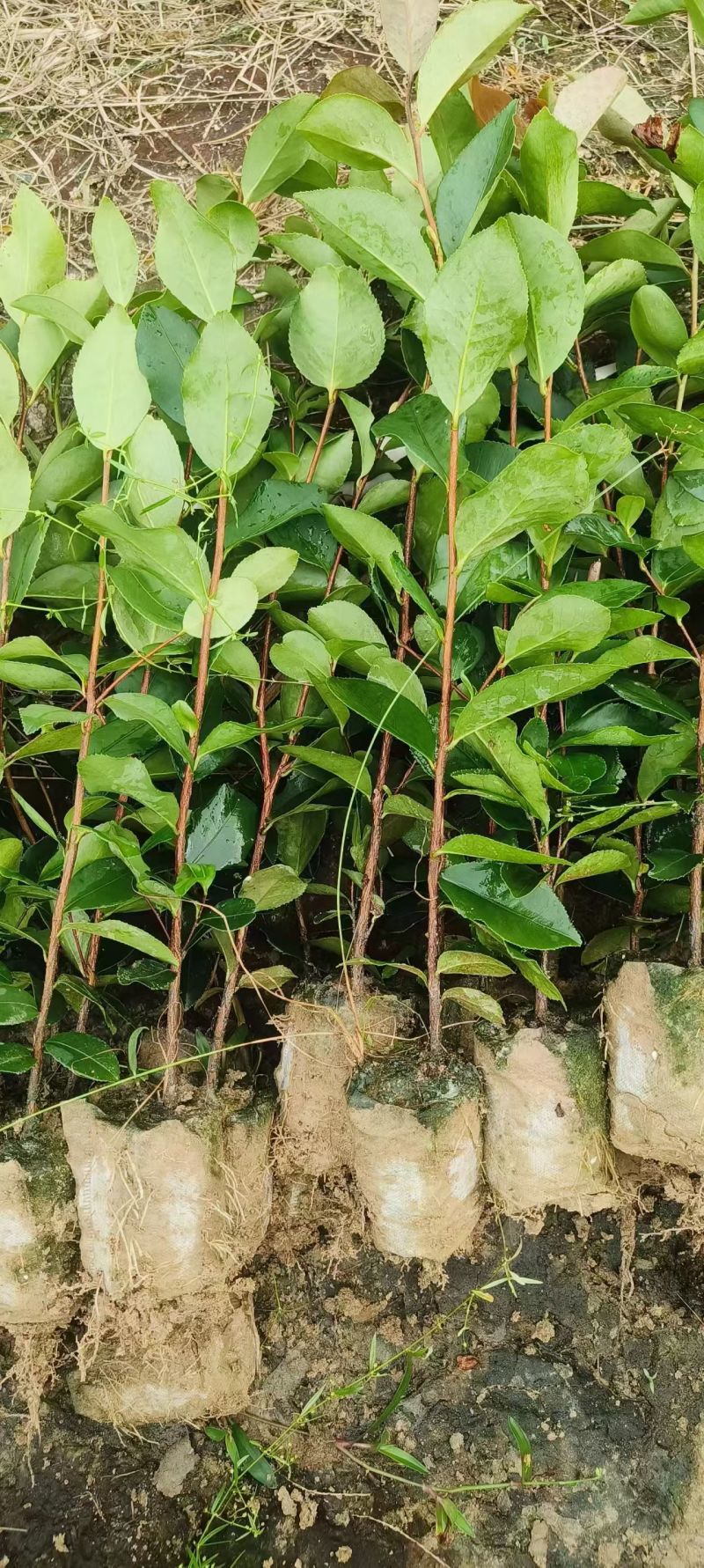 油茶苗，油茶杯苗，造林苗，绿化苗自产自销苗