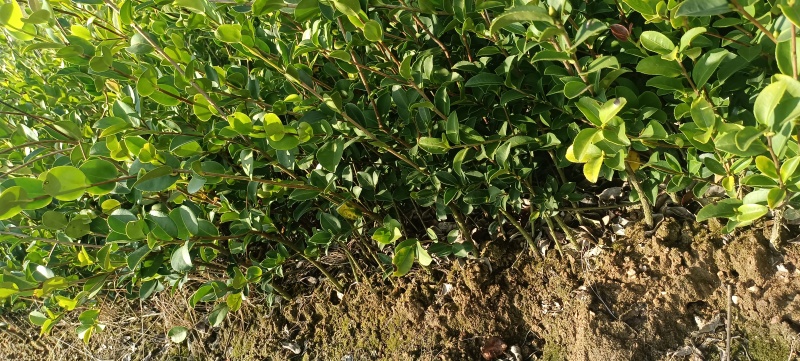 油茶苗，油茶杯苗，造林苗，绿化苗自产自销苗