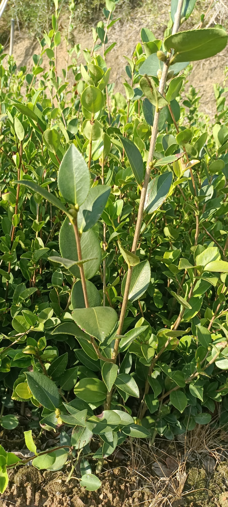 油茶苗，油茶杯苗，造林苗，绿化苗自产自销苗