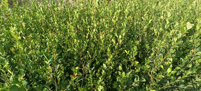 油茶苗，油茶杯苗，造林苗，绿化苗自产自销苗