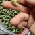 黄精鲜货，四川多花姜型不倒苗甜黄精，
